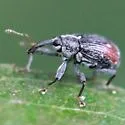 Cranberry Weevil - photo 5