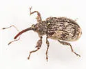 Anthonomus nebulosus - photo 2