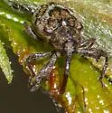 Anthonomus nebulosus - photo 3
