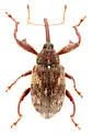Anthonomus nebulosus - photo 4