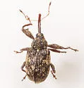 Anthonomus nebulosus - photo 5