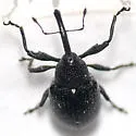 Potato Bud Weevil - photo 2