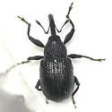 Potato Bud Weevil - photo 3