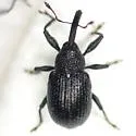 Potato Bud Weevil - photo 4