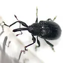 Potato Bud Weevil - photo 5