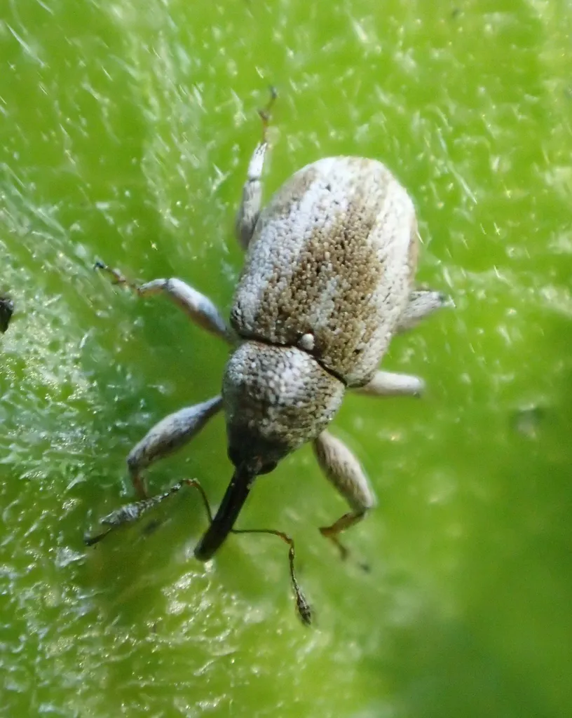 Anthonomus ornatulus - photo 2