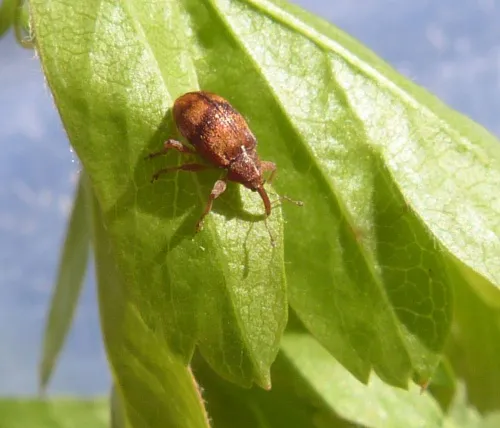 Anthonomus pedicularius - photo 2