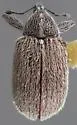 Anthonomus peninsularis
