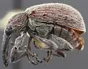 Anthonomus peninsularis - photo 2