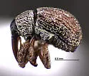 Anthonomus pusillus - photo 2