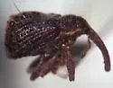 Apple Curculio - photo 2