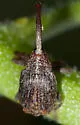 Apple Curculio - photo 3