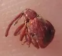 Apple Curculio - photo 4