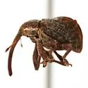 Apple Curculio - photo 5