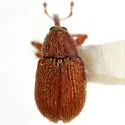 Anthonomus rileyi