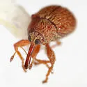 Anthonomus rileyi - photo 3