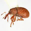 Anthonomus rileyi - photo 5