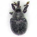 Anthonomus robustulus - photo 3