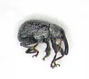 Anthonomus robustulus - photo 4