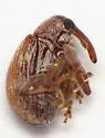 Anthonomus rubidus - Anthonomus rubidus