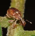 Anthonomus rubidus - photo 2