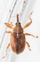 Anthonomus rubidus - photo 3