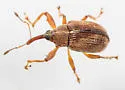 Anthonomus rubidus - photo 4