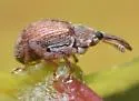 Anthonomus rubidus - photo 5