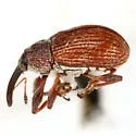 Anthonomus rufipennis - photo 2
