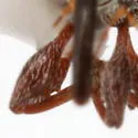 Anthonomus rufipennis - photo 4