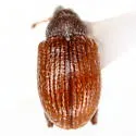 Anthonomus rufipennis - photo 5
