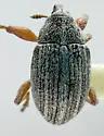 Anthonomus rufipes - Anthonomus rufipes