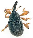 Anthonomus rufipes - photo 2