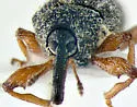 Anthonomus rufipes - photo 3