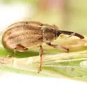 Anthonomus rufipes - photo 4