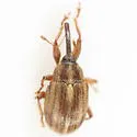 Anthonomus rufipes - photo 5