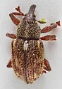 Anthonomus rutilus - photo 2