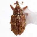 Anthonomus rutilus - photo 3
