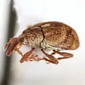 Anthonomus rutilus - photo 4