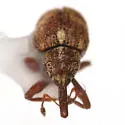 Anthonomus rutilus - photo 5