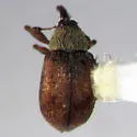 Anthonomus sanborni - Anthonomus sanborni
