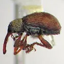 Anthonomus sanborni - photo 2