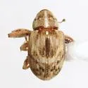 Anthonomus schwarzi - Anthonomus schwarzi