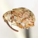 Anthonomus schwarzi - photo 2