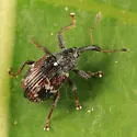 Strawberry Bud Weevil