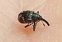 Strawberry Bud Weevil - photo 2