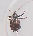 Strawberry Bud Weevil - photo 3