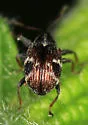 Strawberry Bud Weevil - photo 4