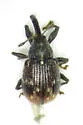 Strawberry Bud Weevil - photo 5
