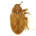 Anthonomus solarii - photo 3